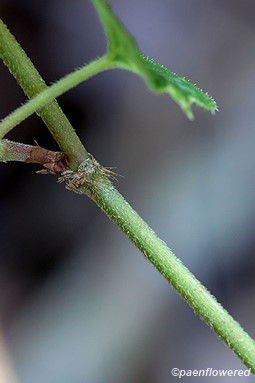 Hairs at base of leaf stalk